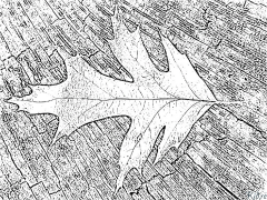 oak Itulau Lanu Lolomi